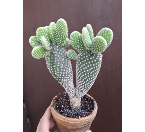 Кактус Опунція дрібноволосиста (Opuntia microdasys)